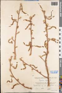 Populus alba L., Eastern Europe, North Ukrainian region (E11) (Ukraine)