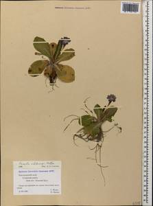 Primula vulgaris subsp. rubra (Sm.) Arcang., Caucasus, Black Sea Shore (from Novorossiysk to Adler) (K3) (Russia)