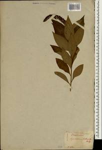 Lysimachia clethroides Duby, South Asia, South Asia (Asia outside ex-Soviet states and Mongolia) (ASIA) (Japan)