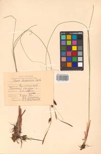 Carex lasiocarpa Ehrh., Siberia, Russian Far East (S6) (Russia)