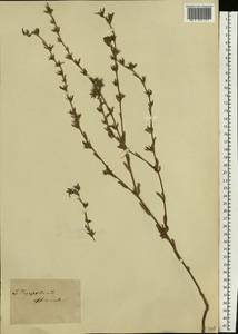 Lithospermum officinale L., Eastern Europe, Eastern region (E10) (Russia)
