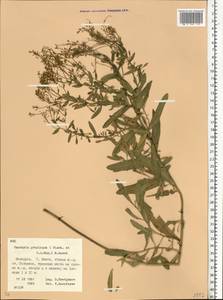Lepidium chalepense L., Eastern Europe, Belarus (E3a) (Belarus)