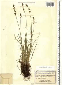 Carex divulsa Stokes, Caucasus, Stavropol Krai, Karachay-Cherkessia & Kabardino-Balkaria (K1b) (Russia)