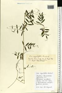 Vicia sativa subsp. nigra (L.)Ehrh., Eastern Europe, Eastern region (E10) (Russia)