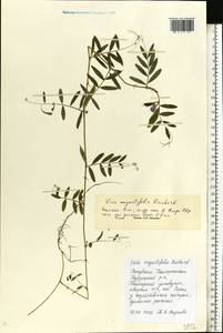 Vicia sativa subsp. nigra (L.)Ehrh., Eastern Europe, Eastern region (E10) (Russia)