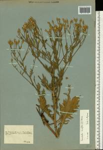 Klasea erucifolia (L.) Greuter & Wagenitz, Eastern Europe, South Ukrainian region (E12) (Ukraine)