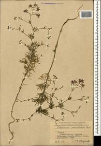 Delphinium consolida subsp. paniculatum (Host) N. Busch, Crimea (KRYM) (Russia)