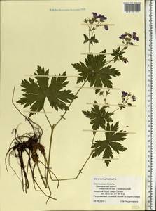 Geranium sylvaticum L., Eastern Europe, Western region (E3) (Russia)