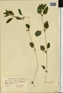 Lipandra polysperma (L.) S. Fuentes, Uotila & Borsch, Eastern Europe, Eastern region (E10) (Russia)