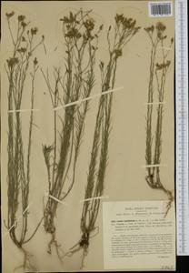 Linum tenuifolium L., Western Europe (EUR) (Italy)