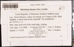 Ditrichum lineare (Sw.) Lindb., Bryophytes, Bryophytes - Western Europe (BEu) (Czech Republic)