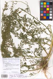 Chenopodium acuminatum Willd., Eastern Europe, Central region (E4) (Russia)