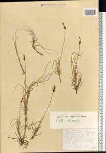 Carex mackenziei V.I.Krecz., Eastern Europe, Northern region (E1) (Russia)
