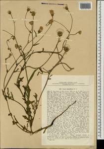 Crepis foetida subsp. rhoeadifolia (M. Bieb.) Celak., Eastern Europe, North Ukrainian region (E11) (Ukraine)