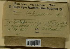 Dicranum scoparium Hedw., Bryophytes, Bryophytes - Middle Russia (B6) (Russia)