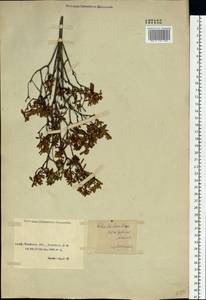 Rhododendron parvifolium Adams, Siberia, Baikal & Transbaikal region (S4) (Russia)