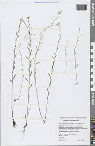 Erysimum cheiranthoides L., Siberia, Baikal & Transbaikal region (S4) (Russia)