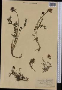 Astragalus leontinus Wulfen, Western Europe (EUR) (Switzerland)