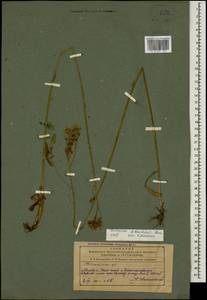 Pilosella leptophyton subsp. leptophyton, Caucasus, Azerbaijan (K6) (Azerbaijan)