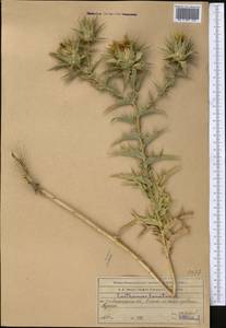 Carthamus lanatus L., Middle Asia, Northern & Central Tian Shan (M4) (Kazakhstan)