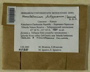 Homalothecium philippeanum (Spruce) Schimp., Bryophytes, Bryophytes - North Caucasus & Ciscaucasia (B12) (Russia)