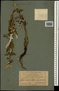 Echinops pungens Trautv., Caucasus, Azerbaijan (K6) (Azerbaijan)