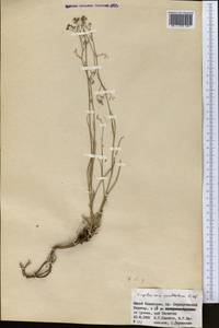 Bupleurum exaltatum M.Bieb., Middle Asia, Western Tian Shan & Karatau (M3) (Kazakhstan)