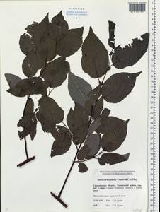 Chosenia cardiophylla (Trautv. & C. A. Mey.) N. Chao, Siberia, Russian Far East (S6) (Russia)