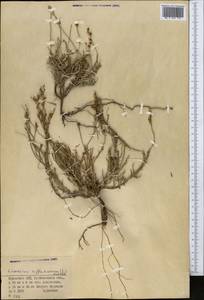Limonium suffruticosum (L.) Kuntze, Middle Asia, Northern & Central Kazakhstan (M10) (Kazakhstan)
