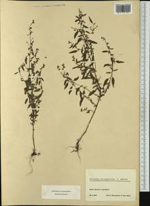Atriplex oblongifolia Waldst. & Kit., Western Europe (EUR) (Switzerland)