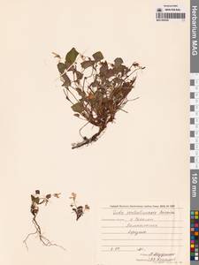 Viola sacchalinensis H.Boissieu, Siberia, Russian Far East (S6) (Russia)