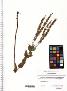 Veronica prostrata L., Eastern Europe, Middle Volga region (E8) (Russia)