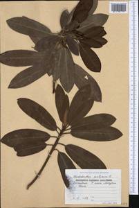 Rhododendron ponticum L., Western Europe (EUR) (Bulgaria)