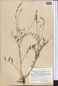 Hedysarum taschkendicum Popov, Middle Asia, Western Tian Shan & Karatau (M3) (Uzbekistan)
