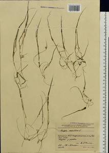 Ruppia maritima L., Eastern Europe, Northern region (E1) (Russia)