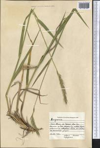 Agropyron, Middle Asia, Northern & Central Tian Shan (M4) (Kyrgyzstan)