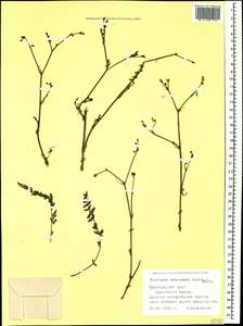 Froriepia subpinnata (Ledeb.) Baill., Caucasus, Black Sea Shore (from Novorossiysk to Adler) (K3) (Russia)