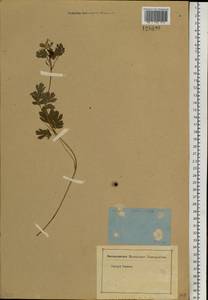 Corydalis capnoides (L.) Pers., Siberia, Baikal & Transbaikal region (S4) (Russia)