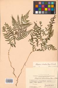 Diplazium sibiricum (Turcz. ex Kunze) Sa.Kurata, Siberia, Russian Far East (S6) (Russia)