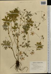 Geranium collinum Stephan ex Willd., Eastern Europe, North-Western region (E2) (Russia)