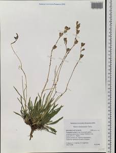 Silene chamarensis Turcz., Siberia, Altai & Sayany Mountains (S2) (Russia)