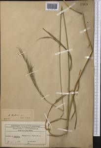 Elymus drobovii (Nevski) Tzvelev, Middle Asia, Western Tian Shan & Karatau (M3) (Kyrgyzstan)