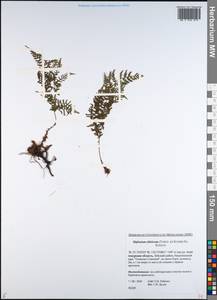 Diplazium sibiricum (Turcz. ex Kunze) Sa.Kurata, Siberia, Russian Far East (S6) (Russia)