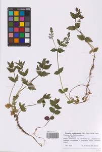 Veronica vindobonensis (M. A. Fisch.) M. A. Fisch., Eastern Europe, North-Western region (E2) (Russia)