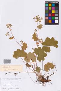 Alchemilla, Siberia, Western Siberia (S1) (Russia)
