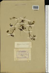 Ranunculus propinquus, Eastern Europe, Northern region (E1) (Russia)