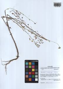 Camelina microcarpa Andrz. ex DC., Siberia, Altai & Sayany Mountains (S2) (Russia)