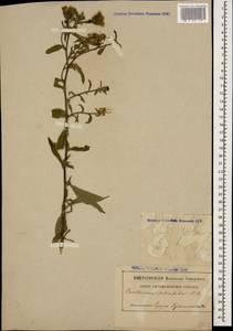 Centaurea phrygia subsp. salicifolia (M. Bieb. ex Willd.) Mikheev, Caucasus, Abkhazia (K4a) (Abkhazia)