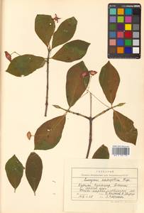 Euonymus macropterus Rupr., Siberia, Russian Far East (S6) (Russia)