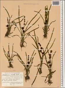 Sparganium emersum Rehmann, Caucasus, North Ossetia, Ingushetia & Chechnya (K1c) (Russia)